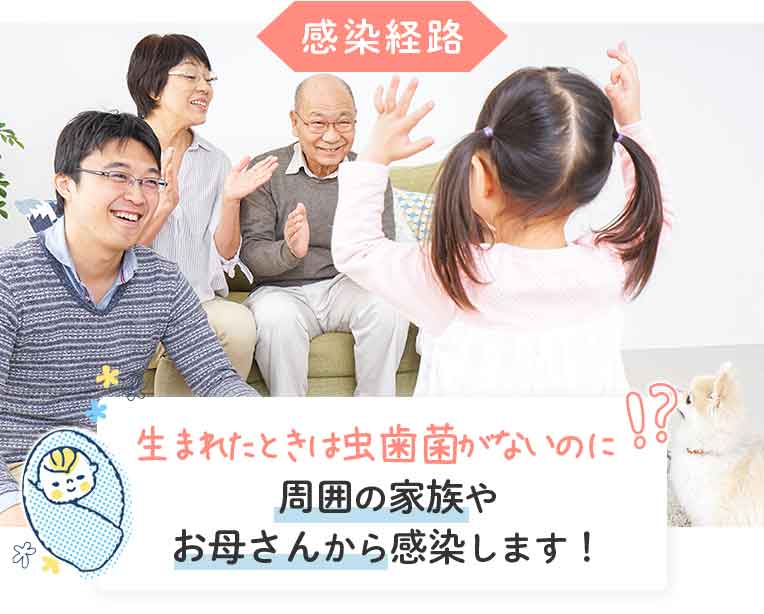 感染経路 生まれたときは虫歯菌がないのに周囲の家族やお母さんから感染します!